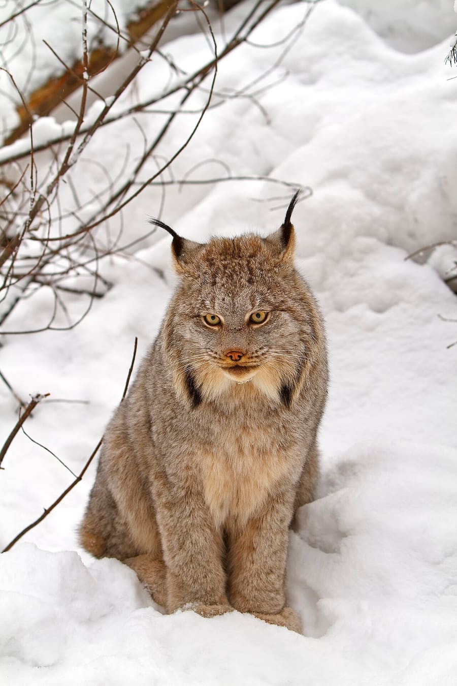 Lynx Kanada — foto 3