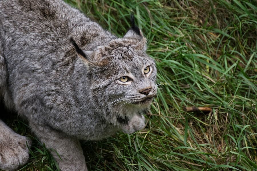 Lynx Kanada