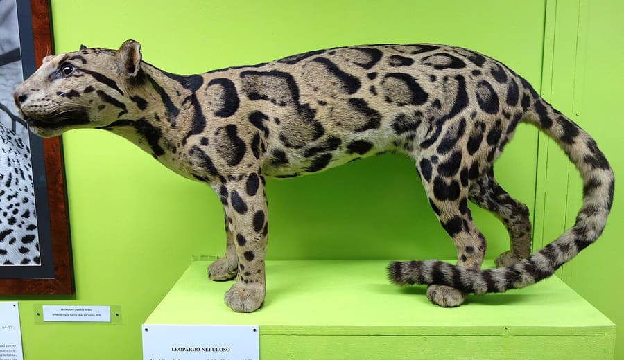 Daderot · CC0 Macan dahan benua awetan di museum (spesimen)