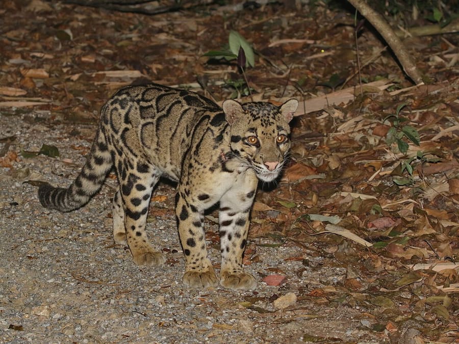 Ian Dugdale · CC BY 4.0 Macan dahan benua liar pada malam hari, Taman Nasional Kaeng Krachan, Thailand
