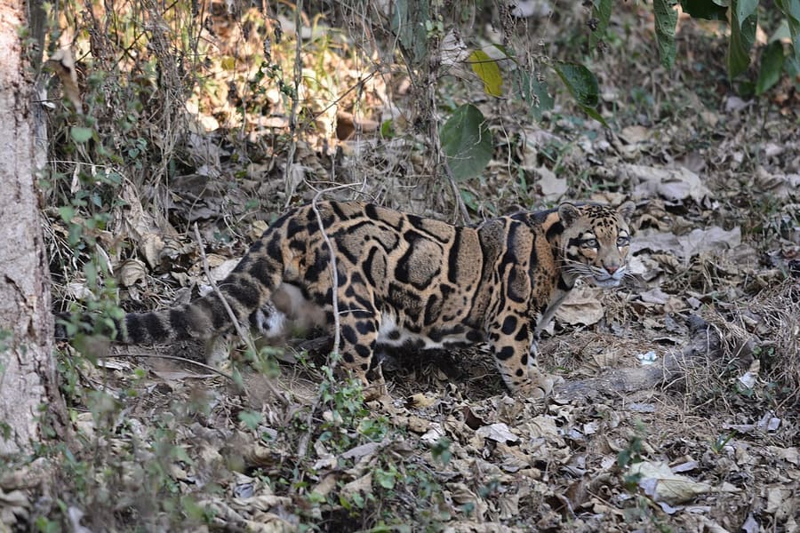 Macan Dahan Benua