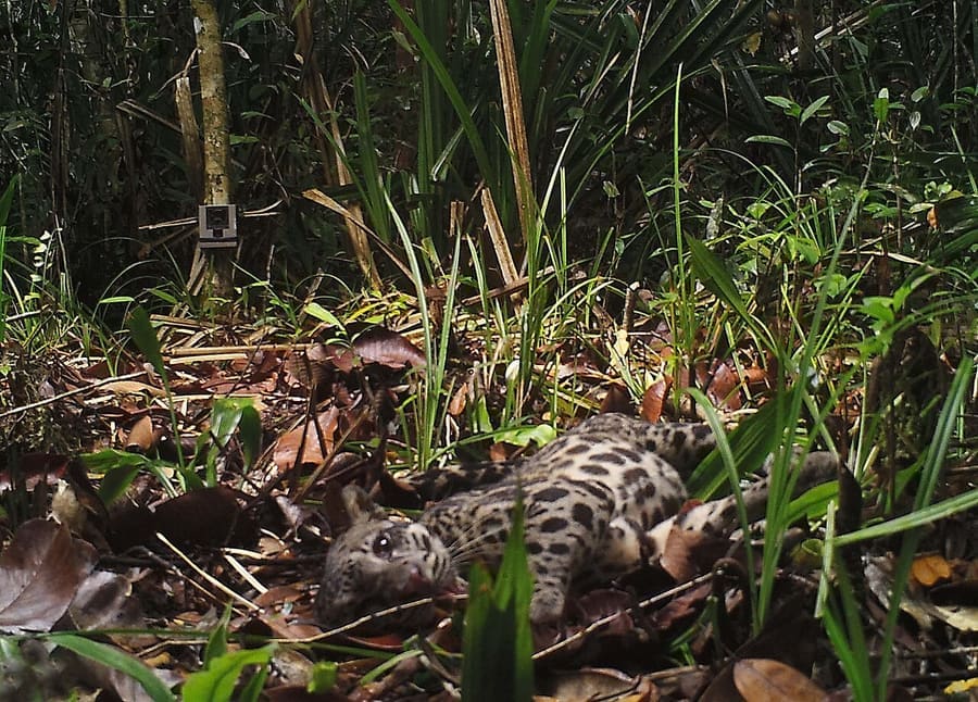 Macan Dahan Sunda — foto 1