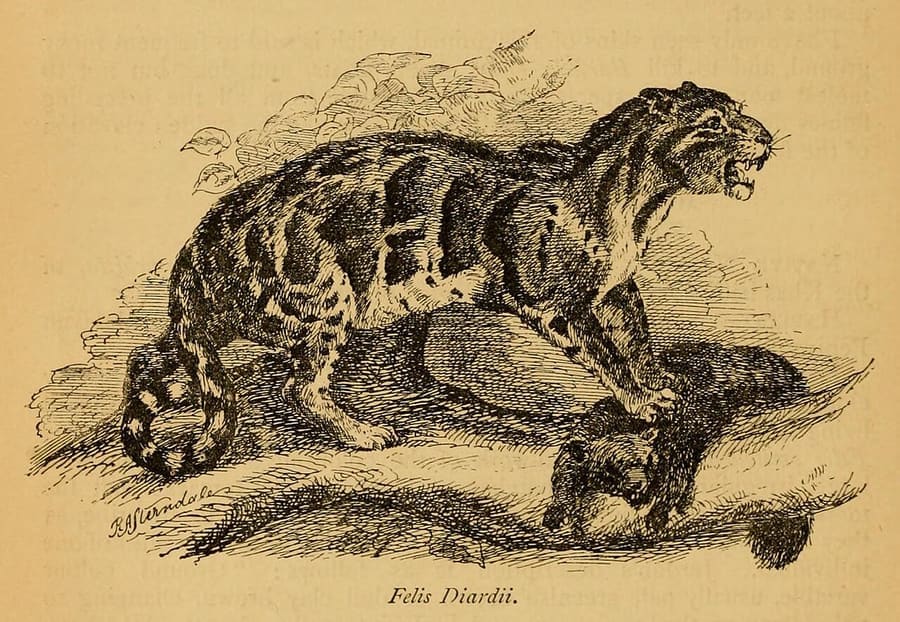 Gravir macan dahan dari buku Sterndale (1884)