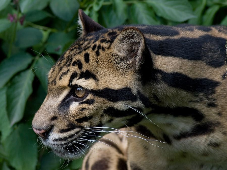 Macan Dahan Sunda