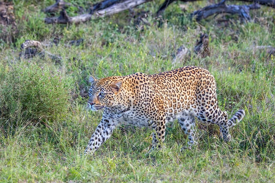Macan Tutul — foto 1