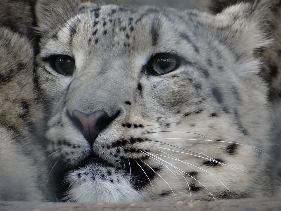Macan Tutul Salju — foto 1