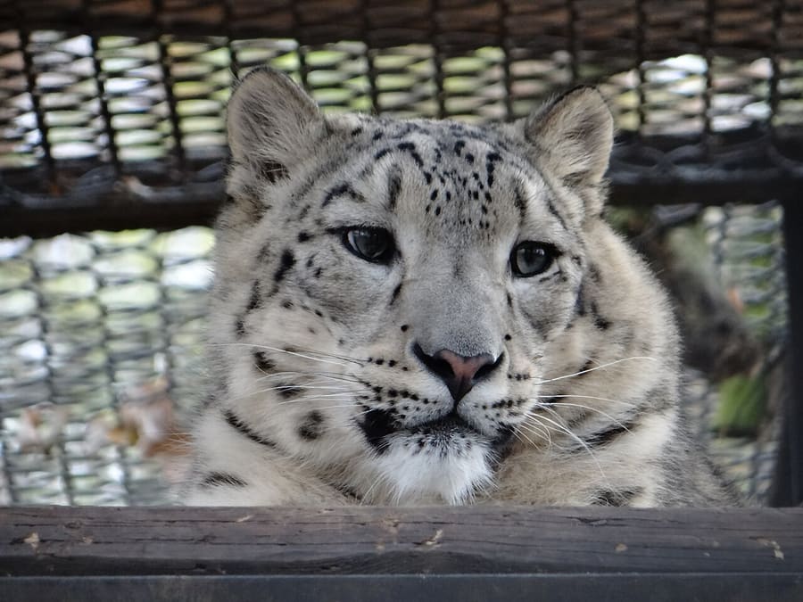 Macan Tutul Salju — foto 2