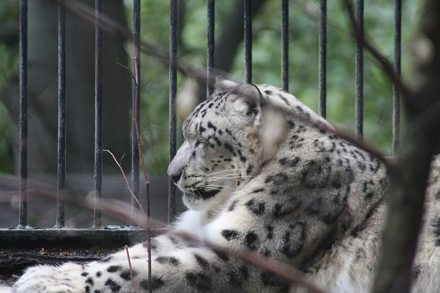 Macan Tutul Salju — foto 3