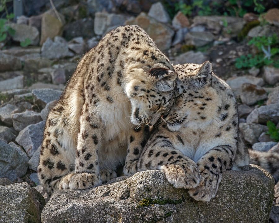 Macan Tutul Salju