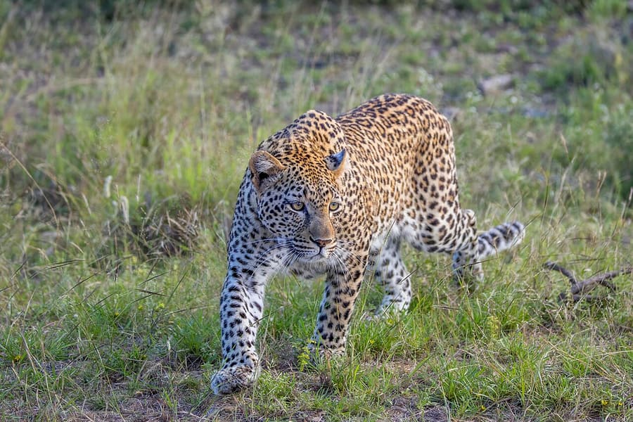 Macan Tutul