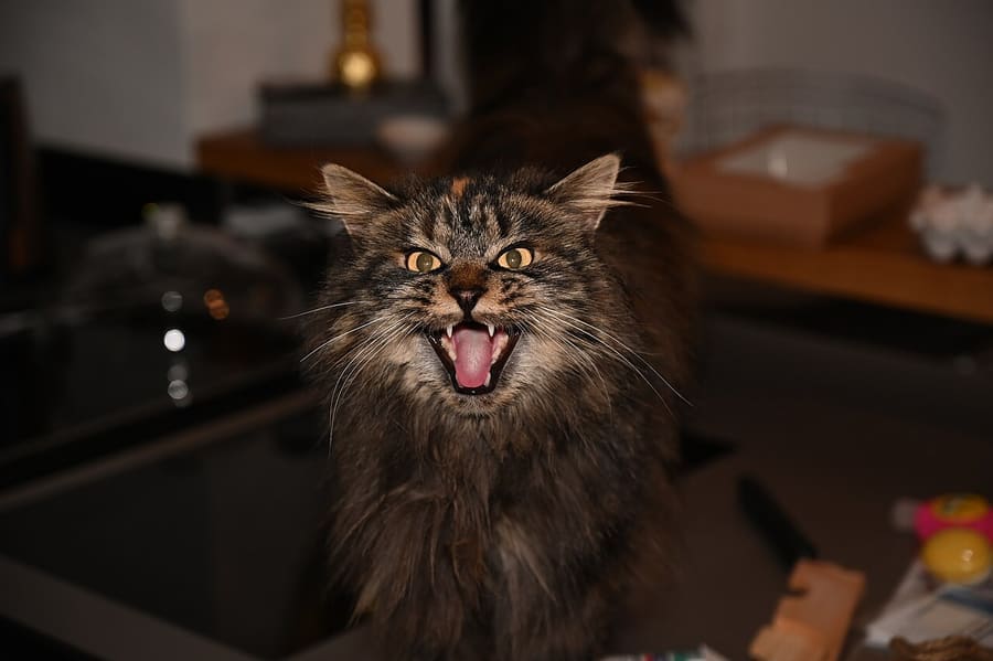 Maine Coon — foto 1