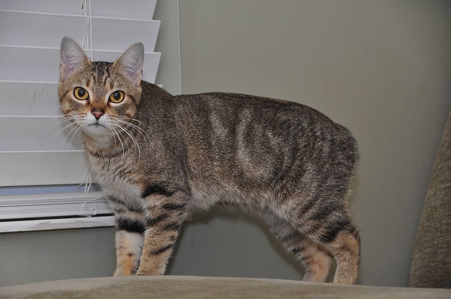 Manx — foto 1