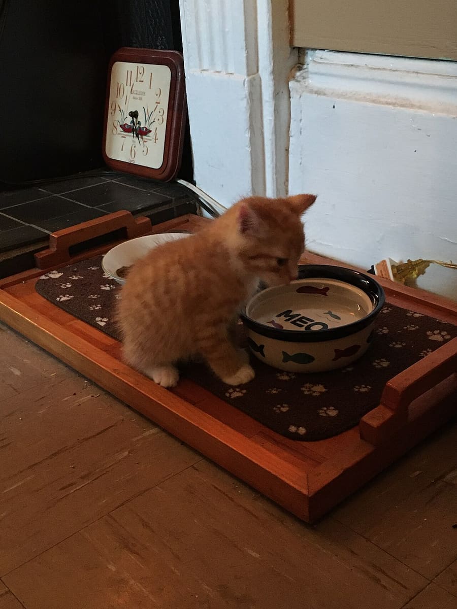 Manx — foto 2