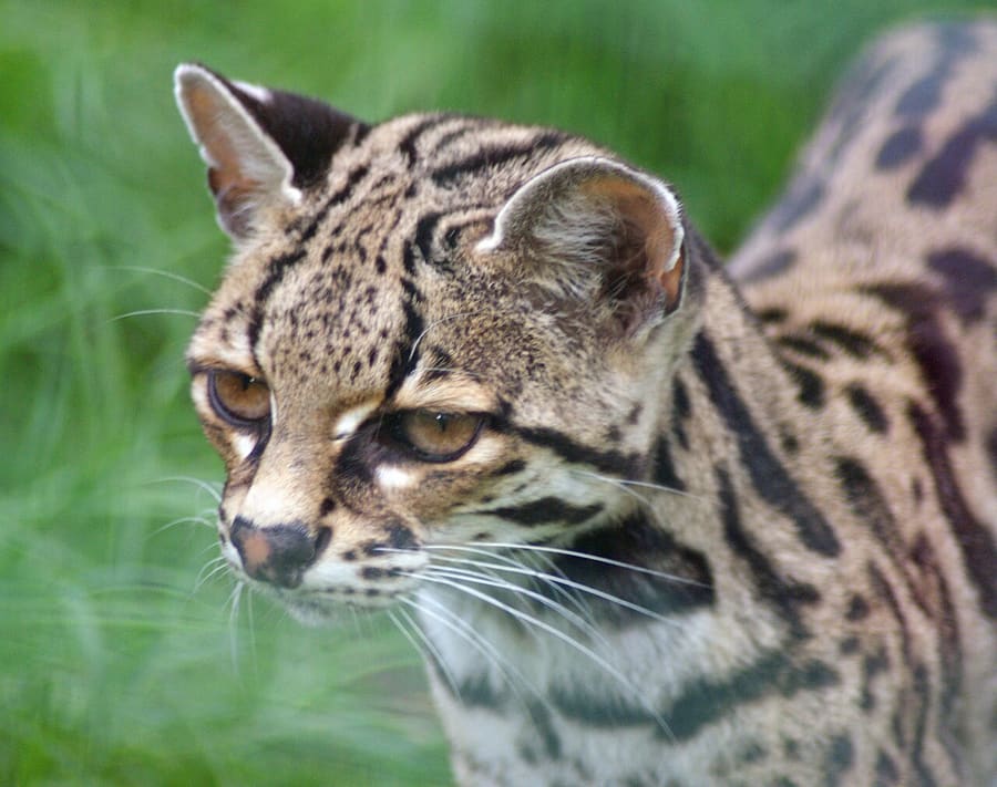 Margay — foto 1