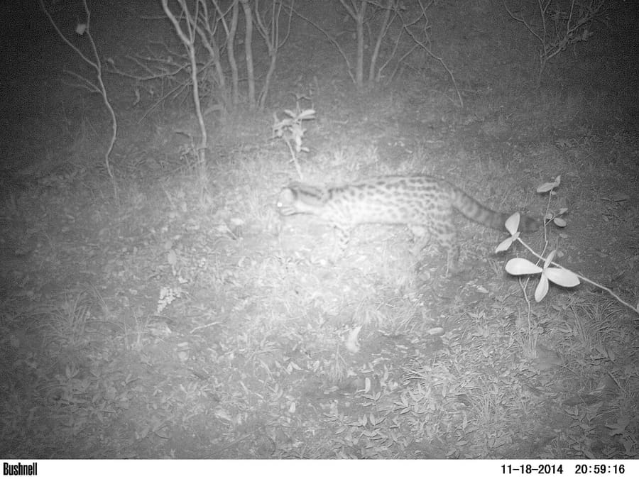 Margay — foto 2