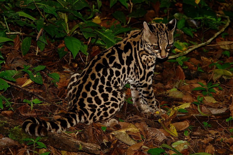Margay — foto 3