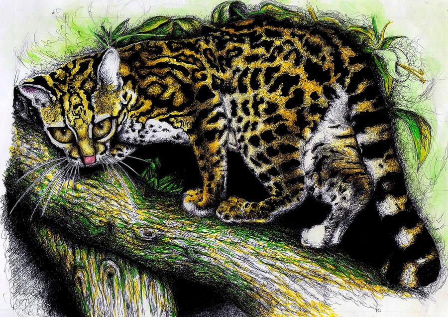 Margay