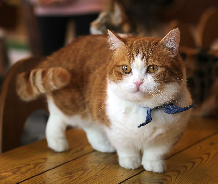 Munchkin — foto 1