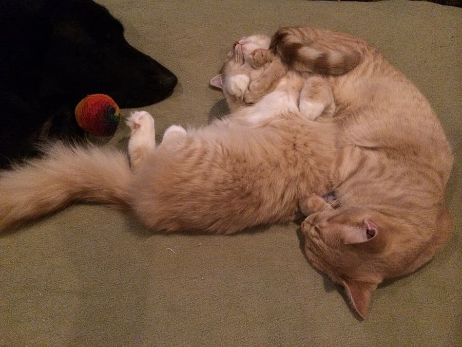 Munchkin — foto 3