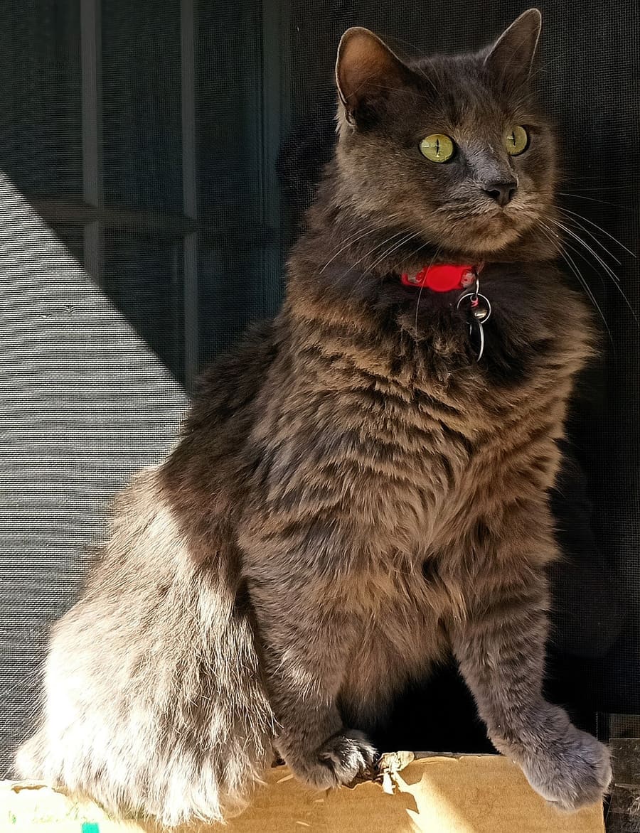 Nebelung — foto 1
