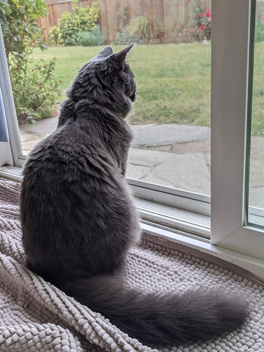 Nebelung — foto 2