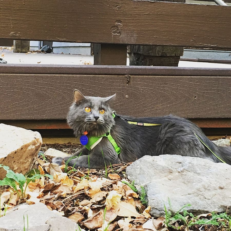 Nebelung — foto 3