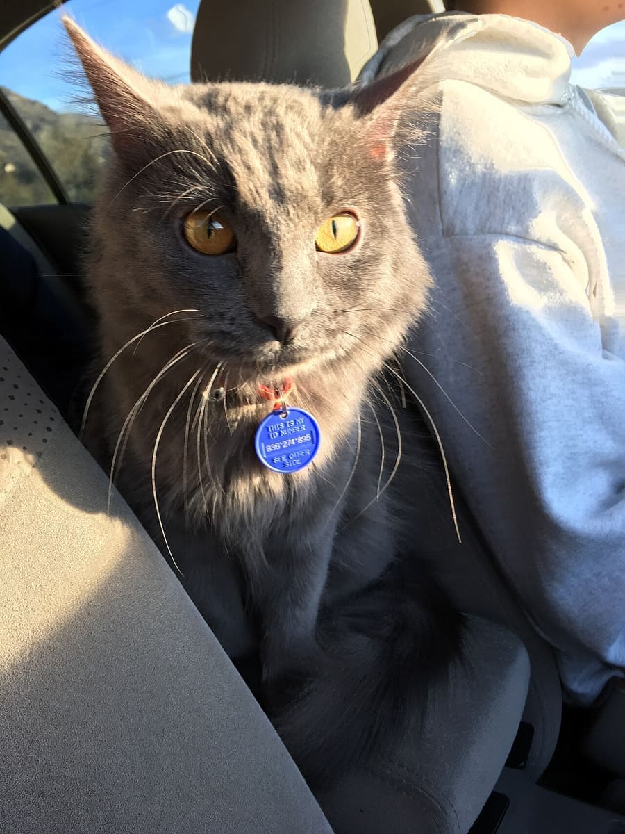 Nebelung
