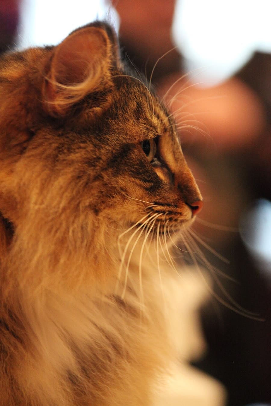 Norwegian Forest — foto 1