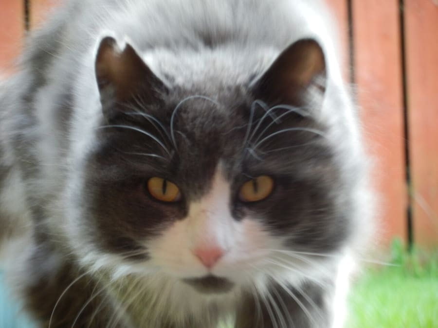 Norwegian Forest — foto 2