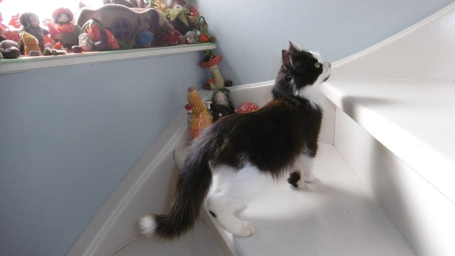 Norwegian Forest — foto 3
