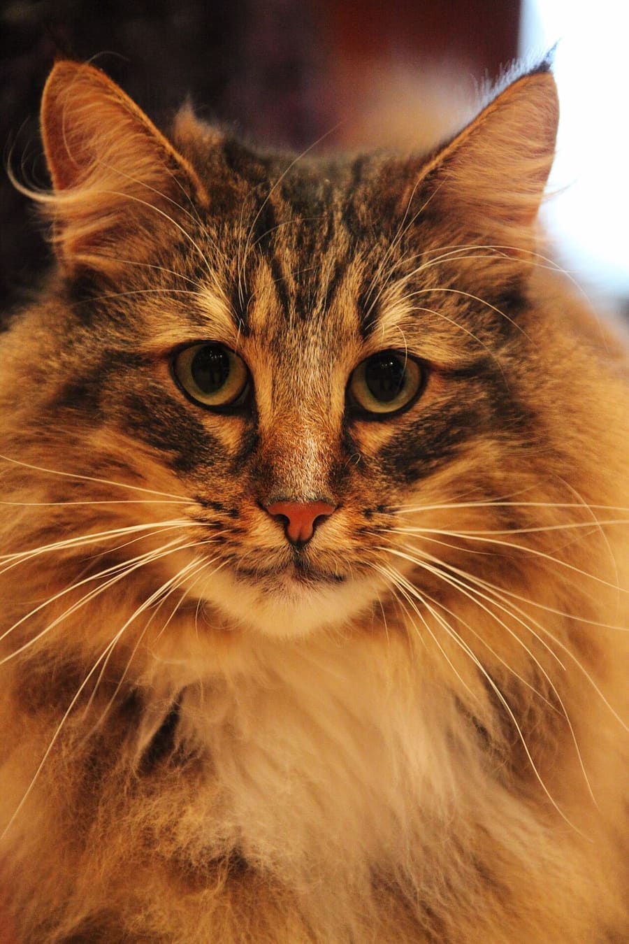 Norwegian Forest
