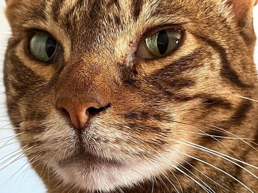Ocicat — foto 1