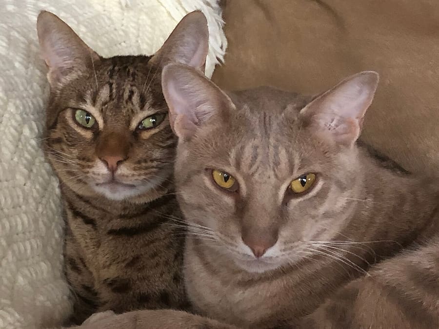 Ocicat — foto 2