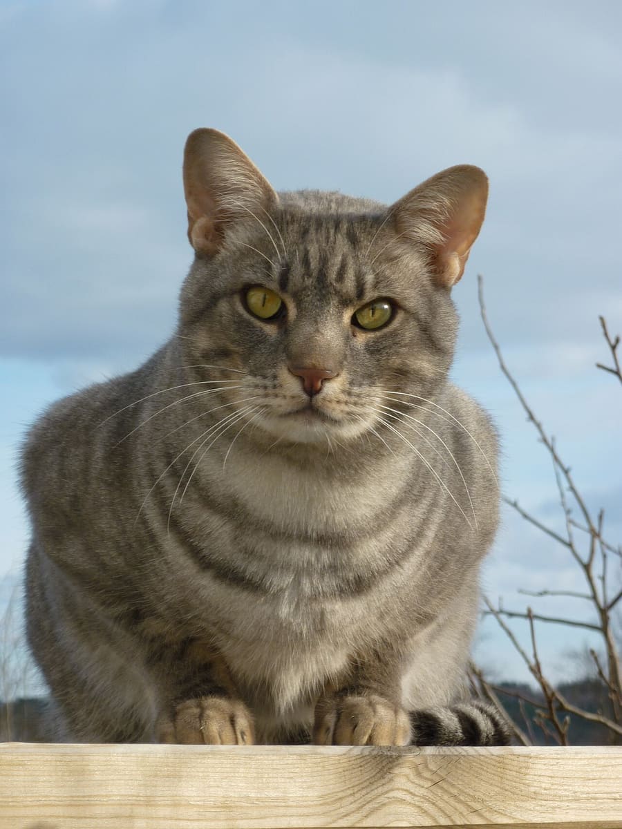 Ocicat — foto 3