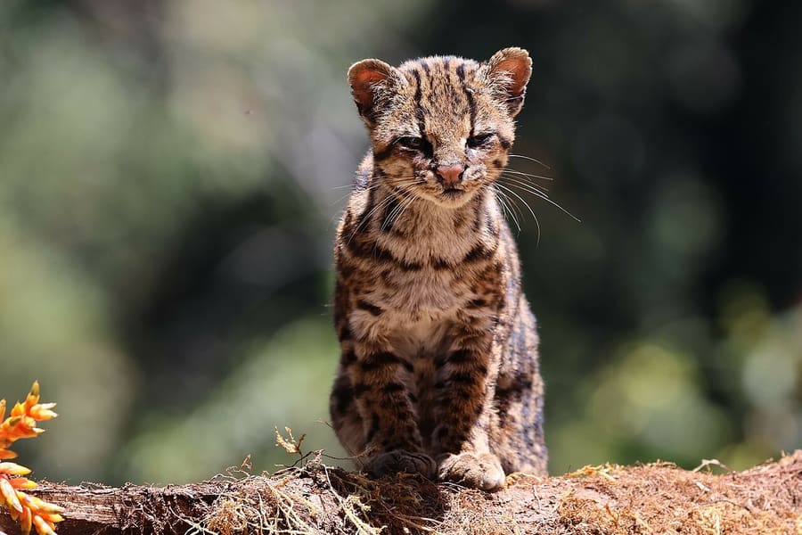 Oncilla populasi Andes, Kolombia