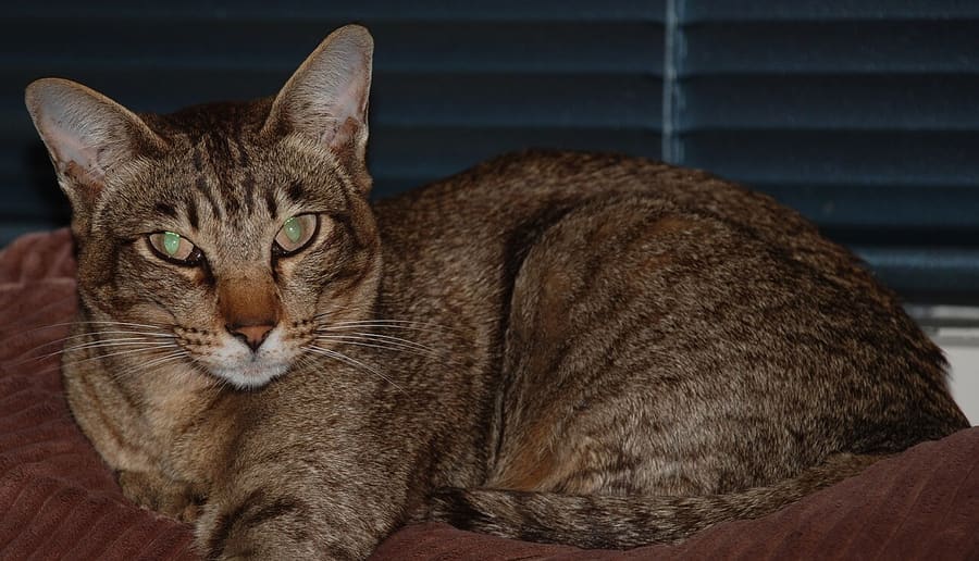 Oriental Shorthair