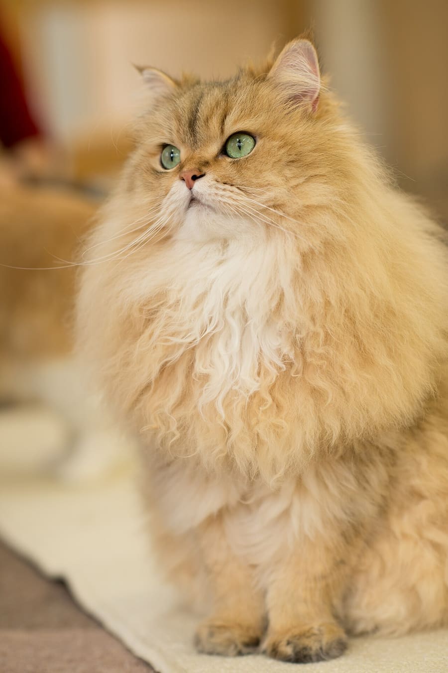 Takashi(aes256) · CC BY-SA 2.0 Persian — foto 2