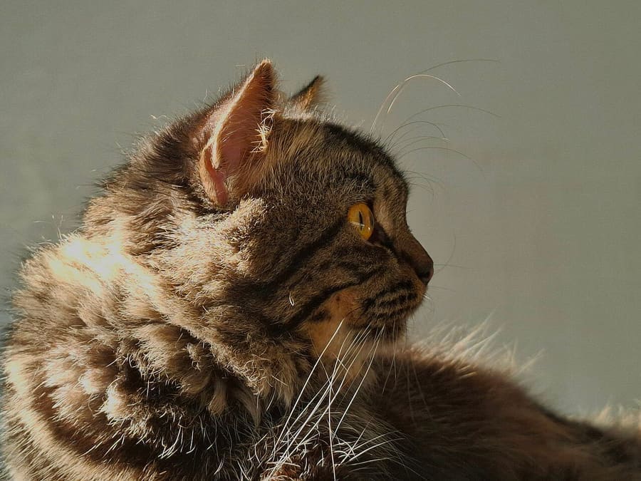 Persian