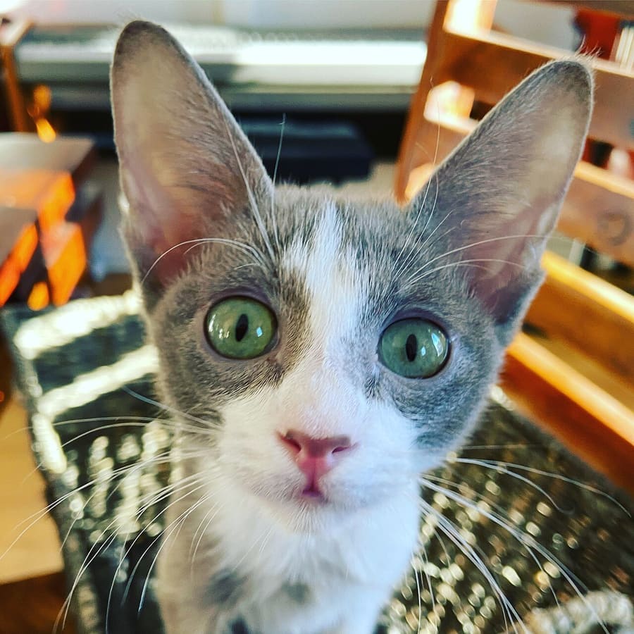 Peterbald — foto 1