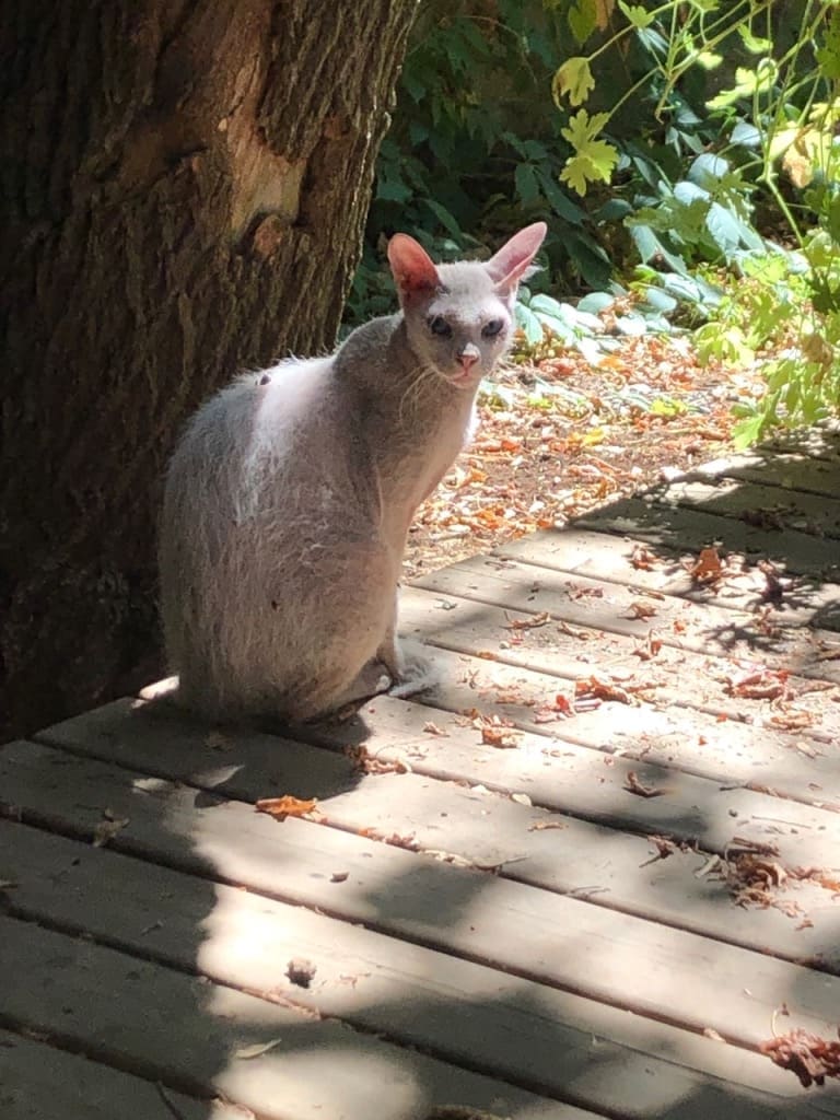 Peterbald
