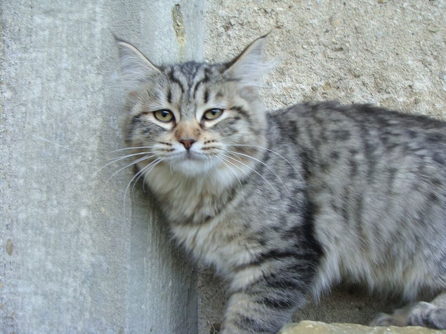 Gertrud Keazor · CC BY-SA 3.0 Pixiebob — foto 2