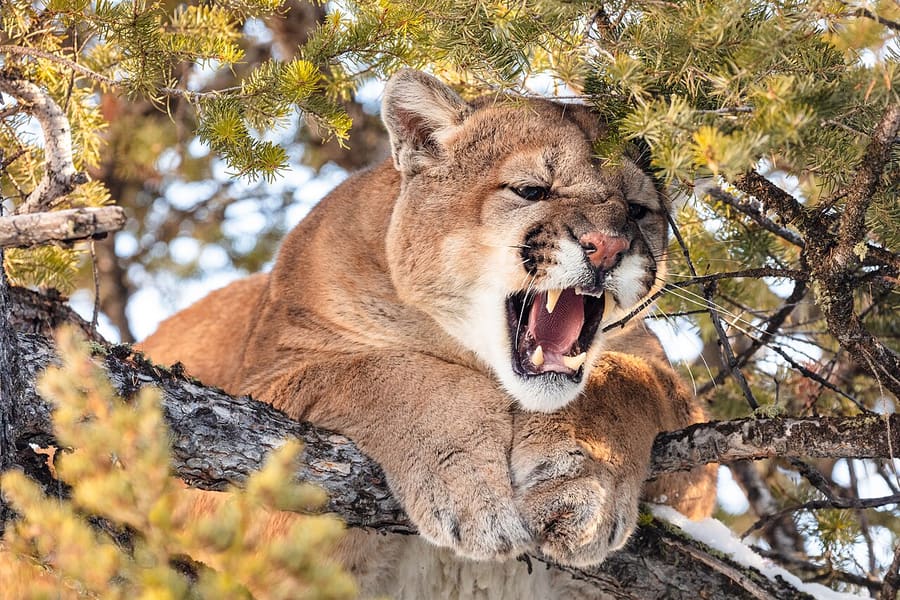 Puma jantan mendesis dari atas pohon (Yellowstone)