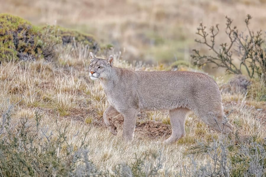 Puma — foto 2