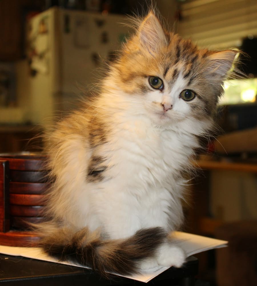 Ragamuffin — foto 1