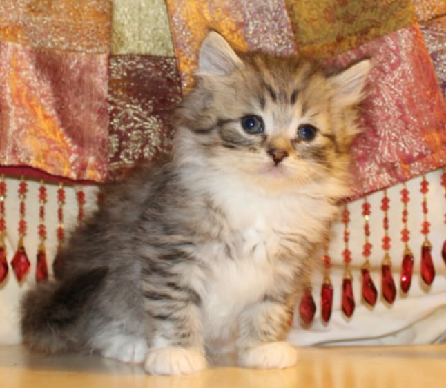 Ragamuffin — foto 3