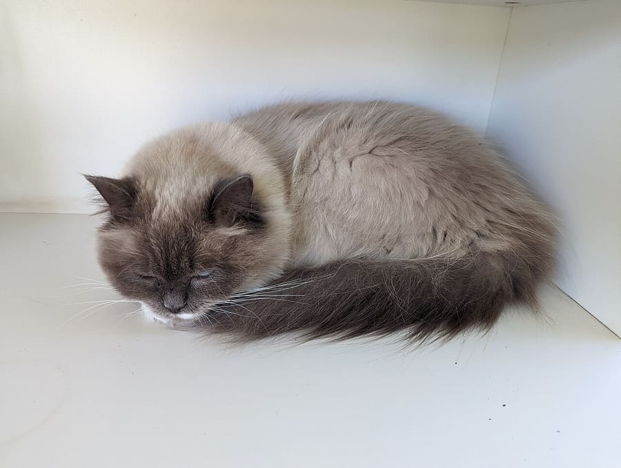 Elli · CC0 Ragdoll — foto 1