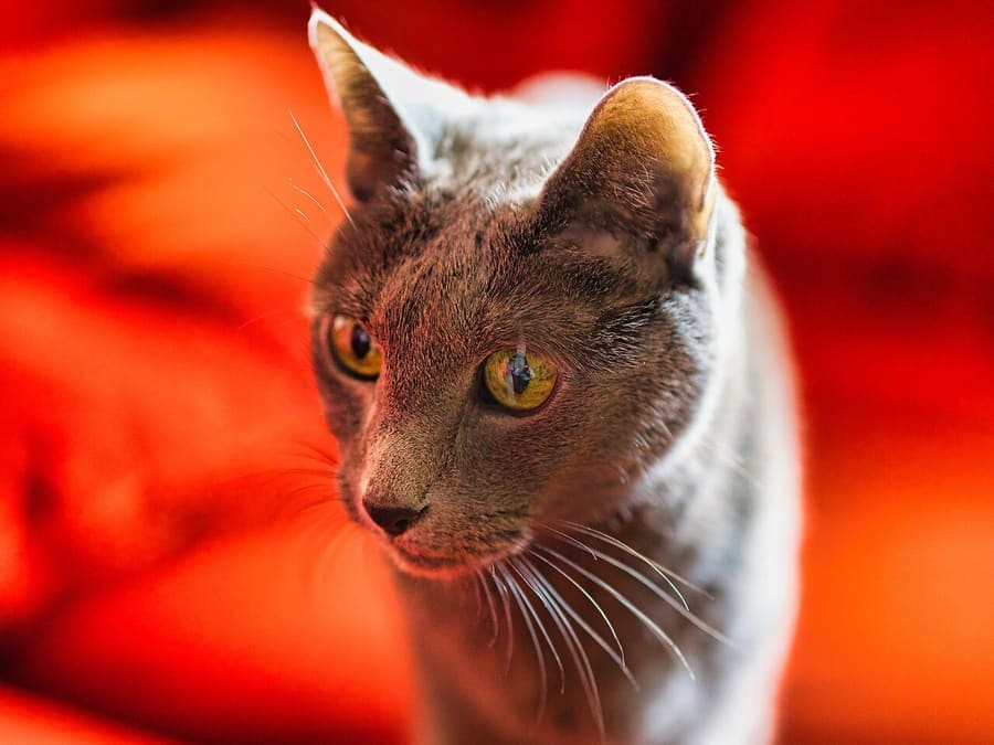 Russian Blue — foto 1