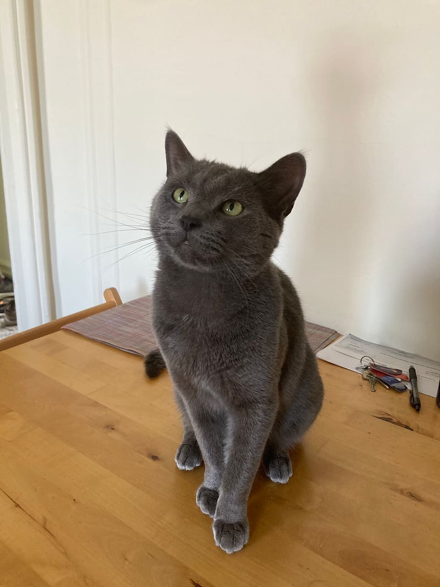 Russian Blue — foto 2