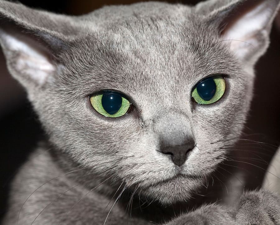 Russian Blue — foto 3