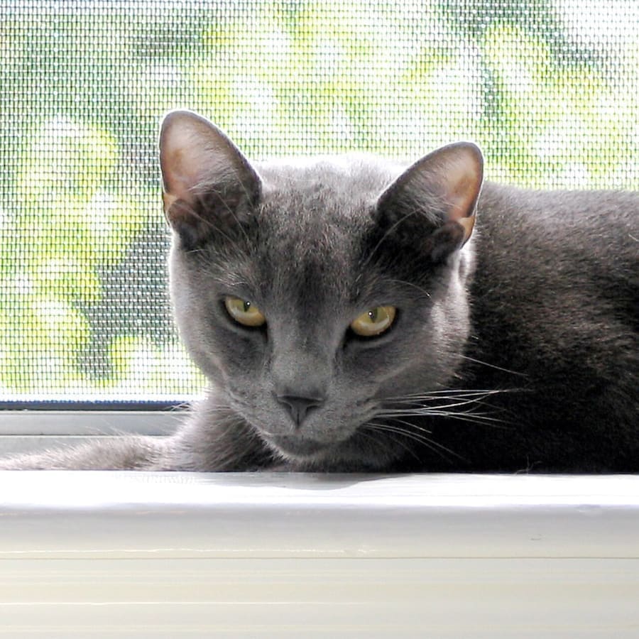 Russian Blue